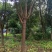 香樟树