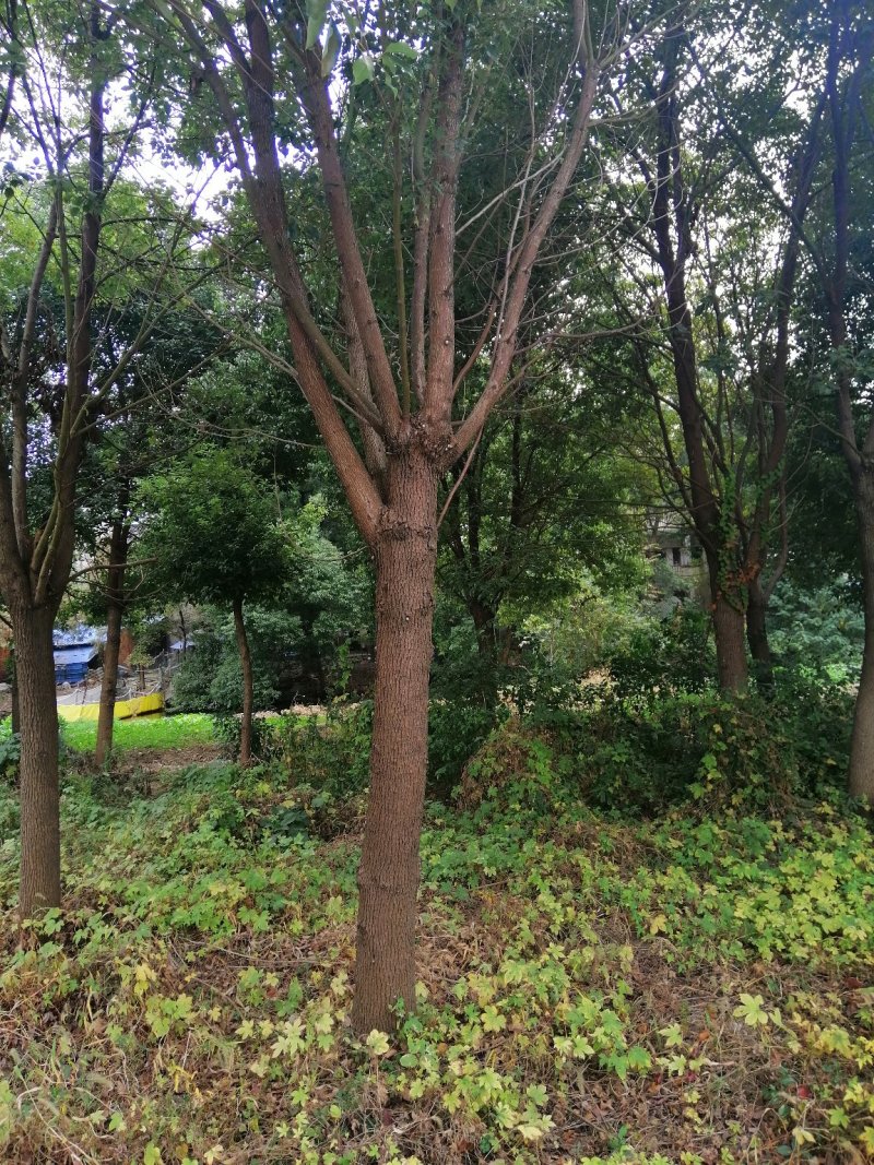 香樟树