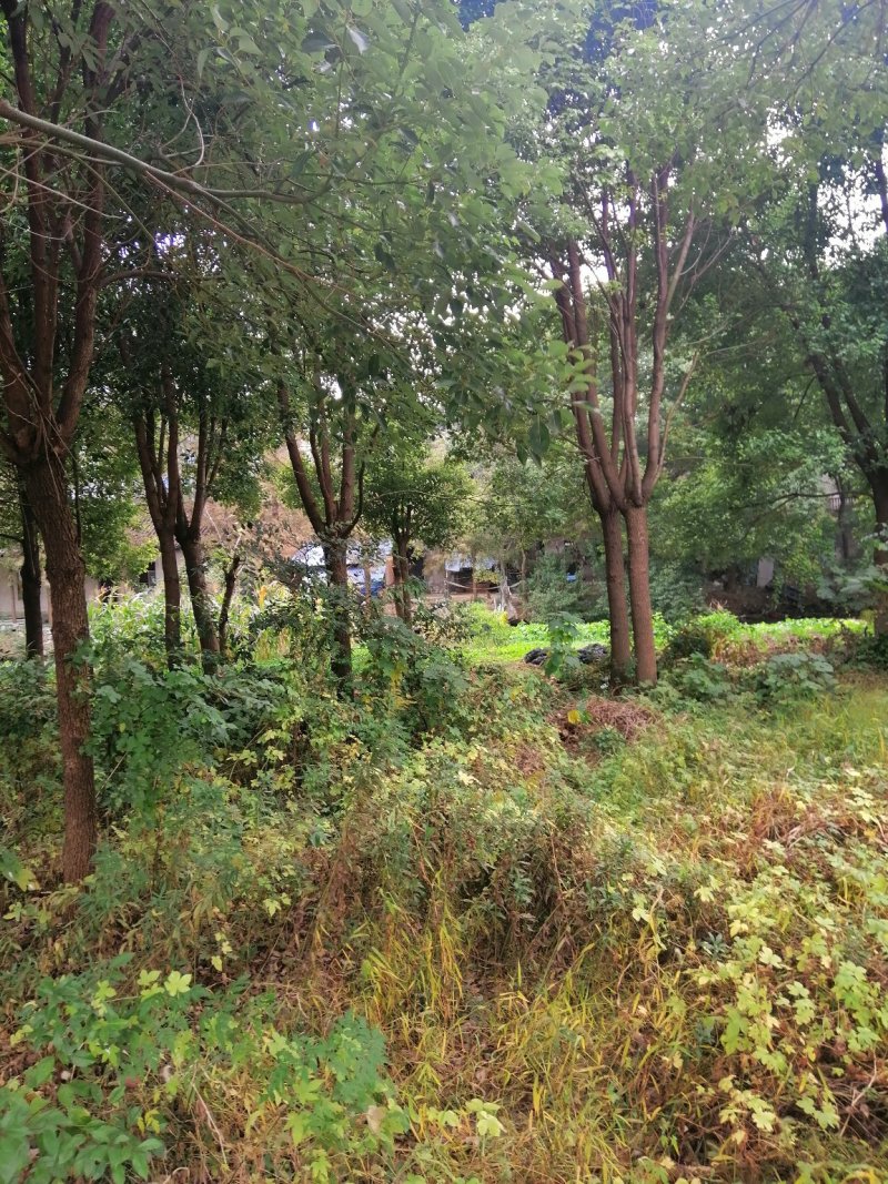 香樟树