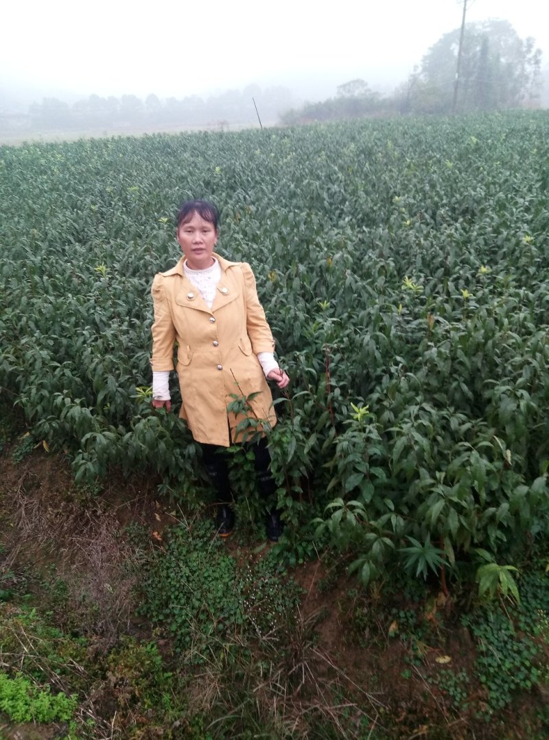 苗圃现挖冬桃苗假一赔十成活率高免费指导技术