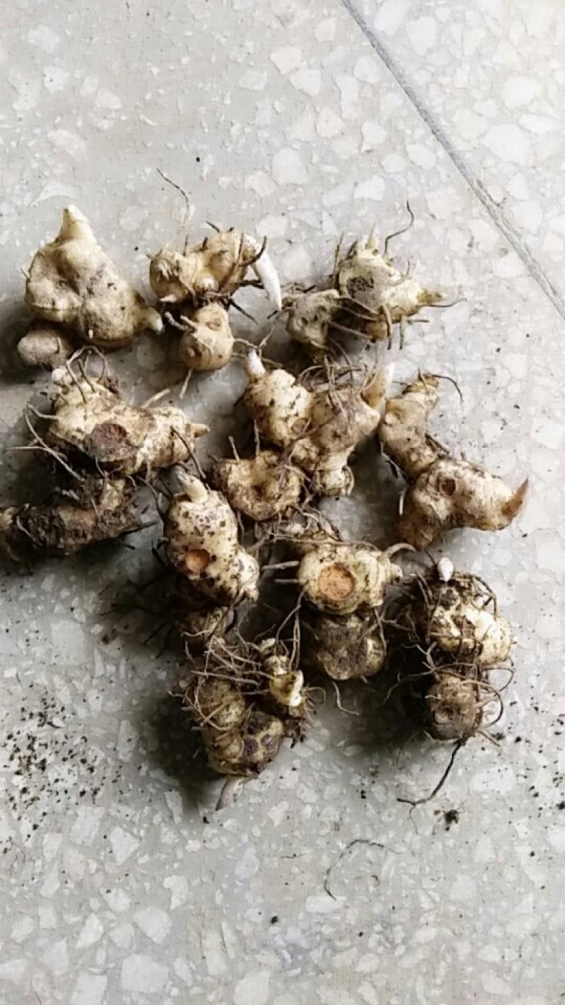 黄精种苗（药典品种)多花倒苗甜黄精基地直供技术支持