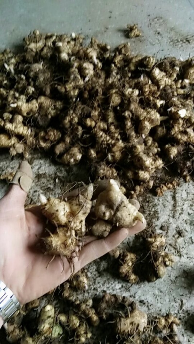 黄精种苗（药典品种)多花倒苗甜黄精基地直供技术支持