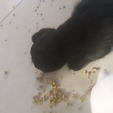 宠物狗粮