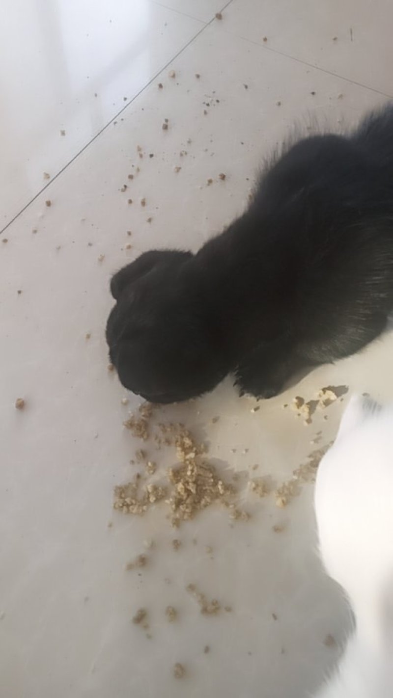 宠物狗粮