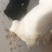宠物狗粮
