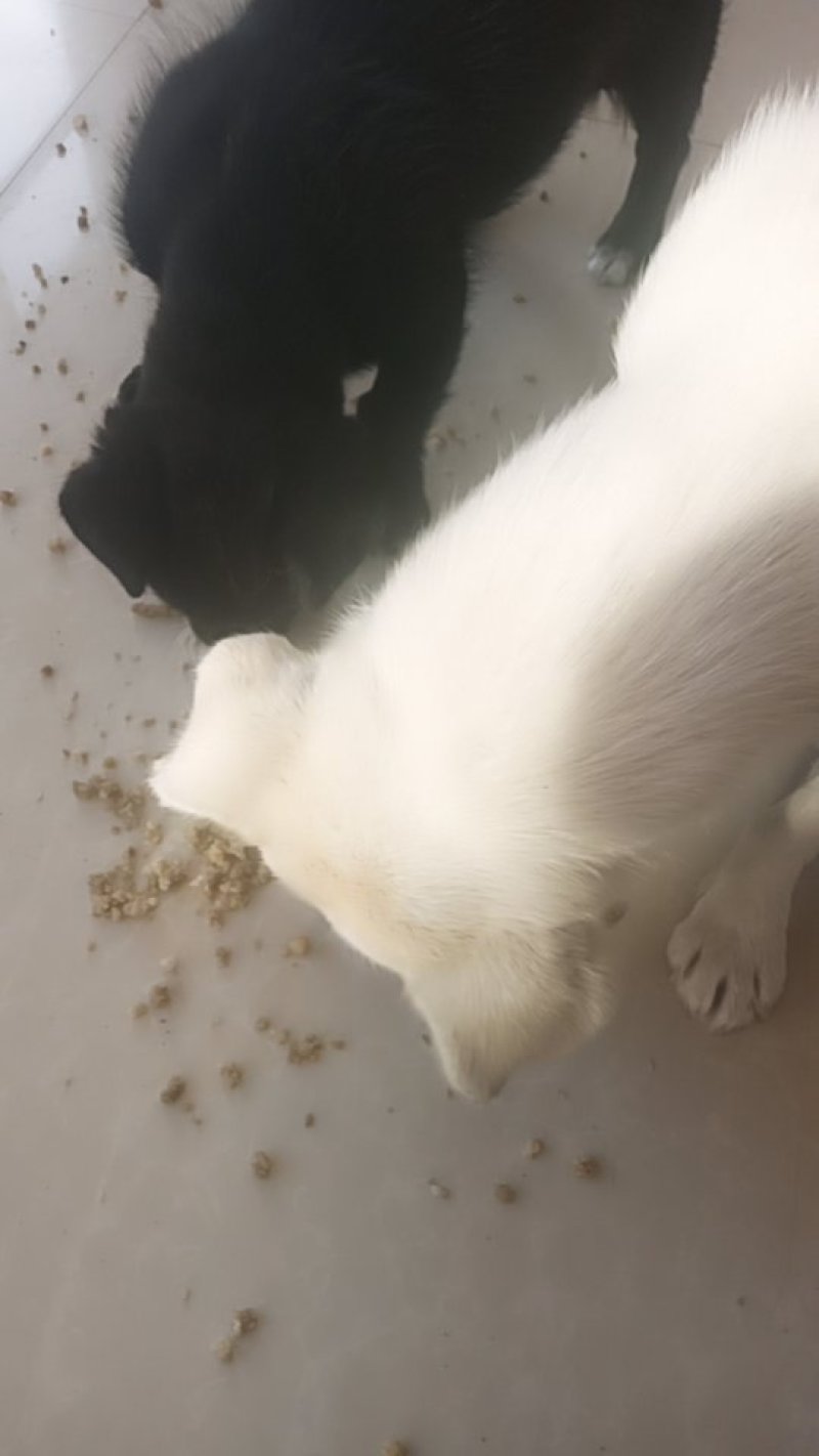 宠物狗粮