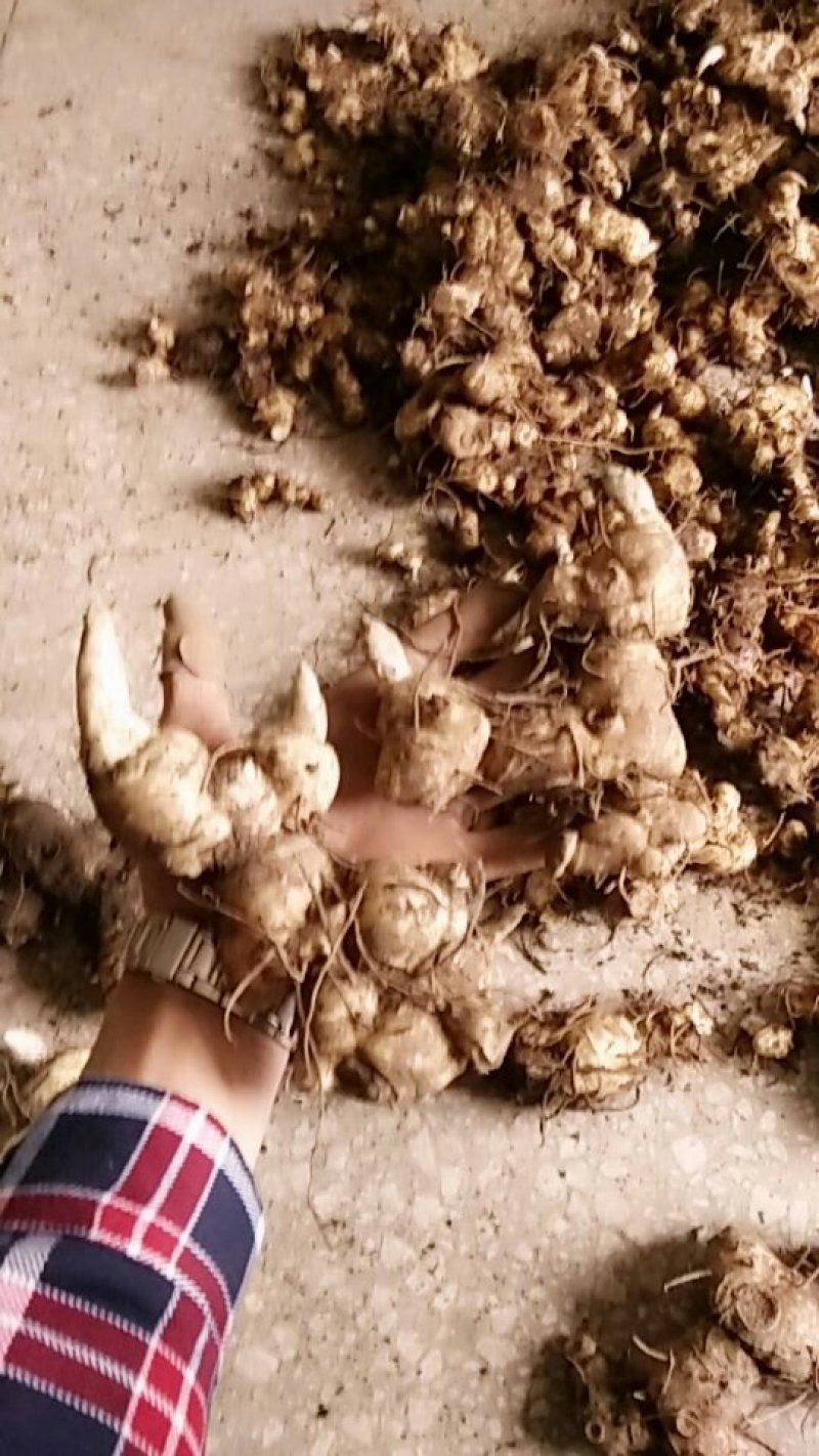 黄精种苗（药典品种)多花倒苗甜黄精基地直供技术支持
