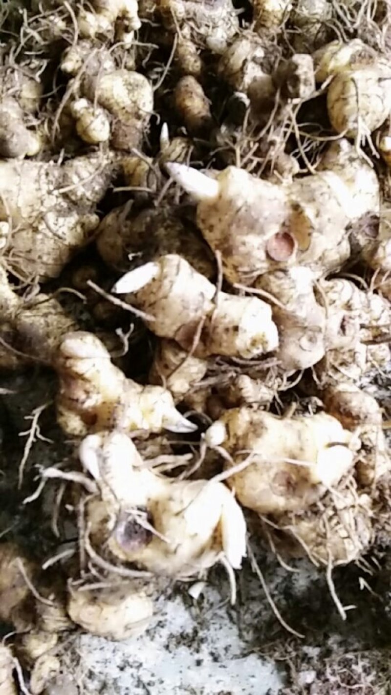 黄精种苗（药典品种)多花倒苗甜黄精基地直供技术支持