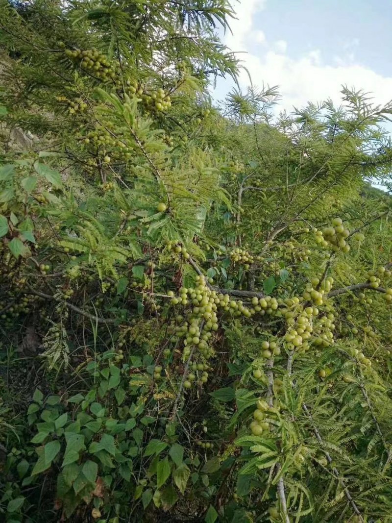 新鲜橄榄出售