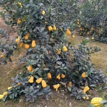 佛手树苗20到1米成活率高，管理简单粗放，