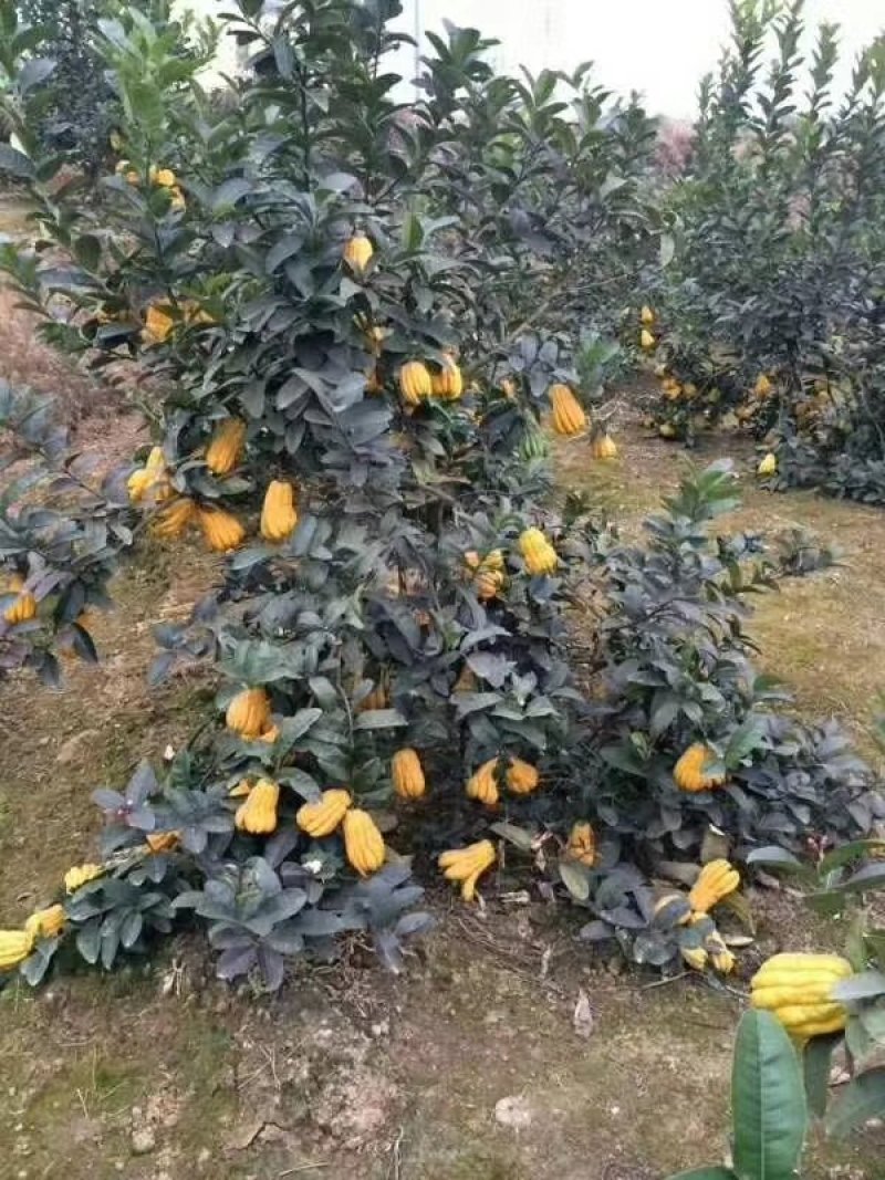 佛手树苗20到1米成活率高，管理简单粗放，