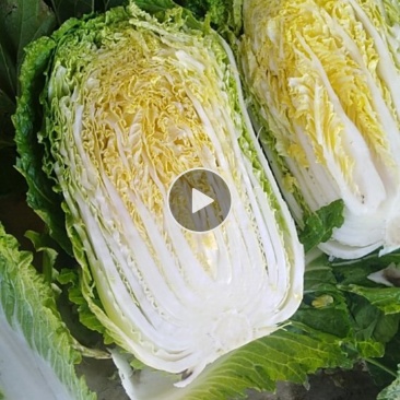 金青一号，黄心菜