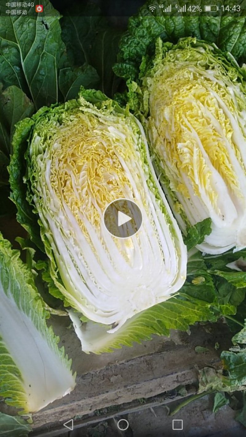 金青一号，黄心菜