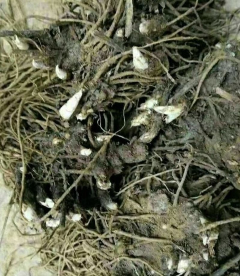 改良苍术种苗，纯改良朱砂点品质纯正。。。。。。。。。。。