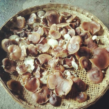 野生马桑马菌，量很少，很好吃