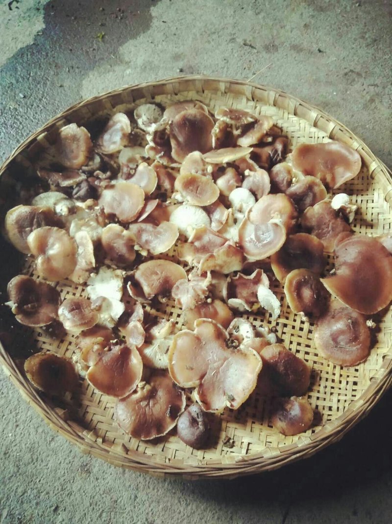 野生马桑马菌，量很少，很好吃