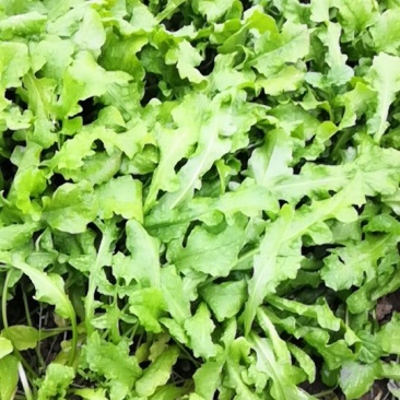 大量供应净挤挤菜