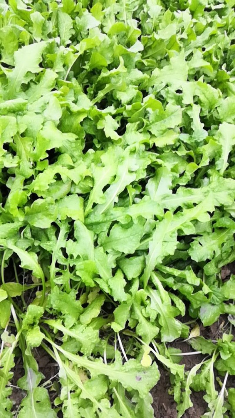 大量供应净挤挤菜