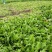 大量供应净挤挤菜
