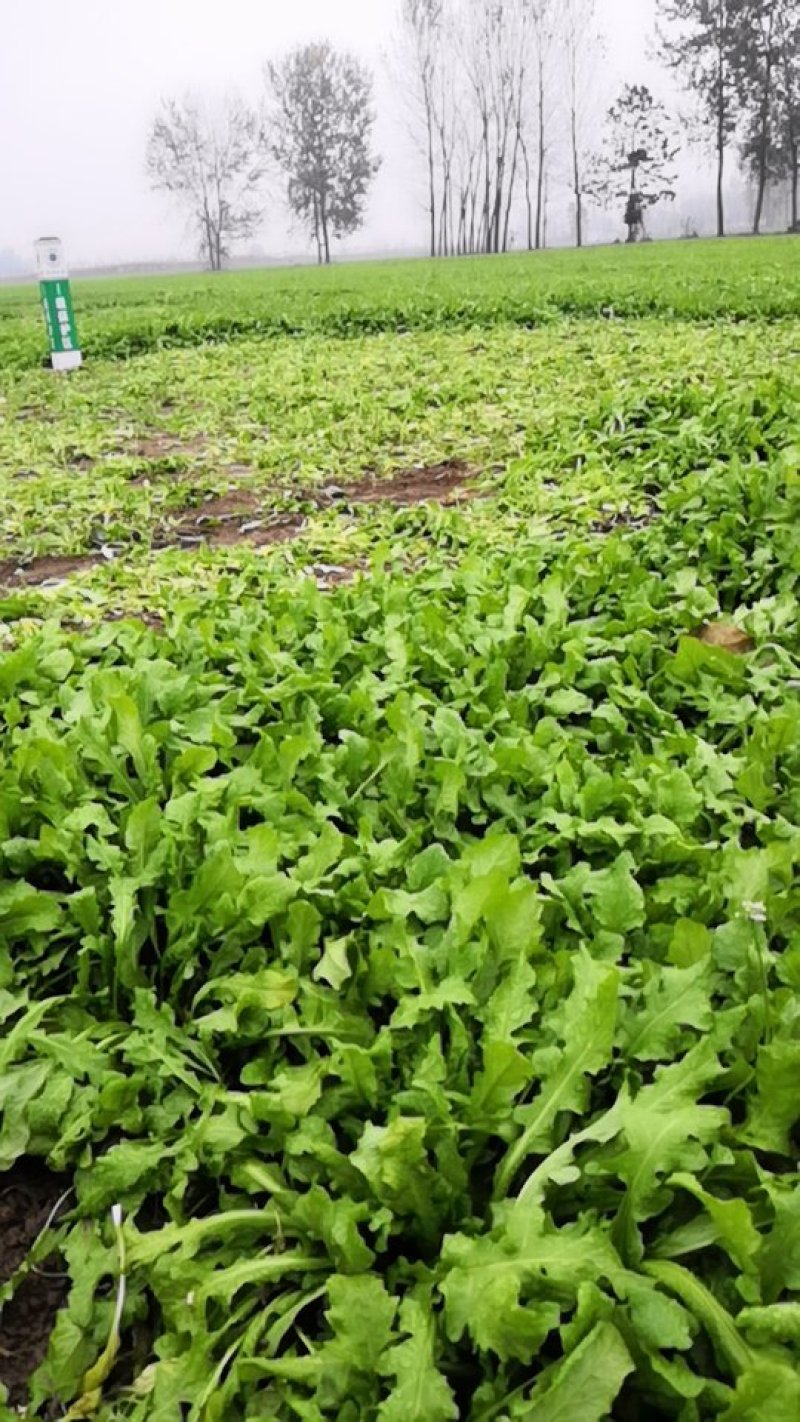 大量供应净挤挤菜