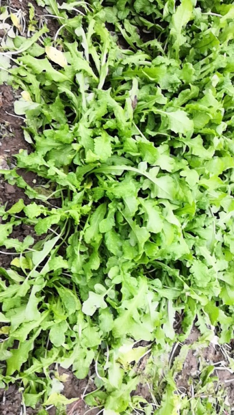 大量供应净挤挤菜