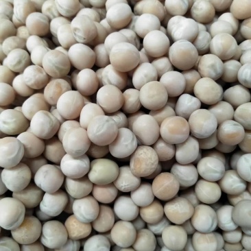 白豌豆大颗粒加拿大进口油炸炒货6.5筛片