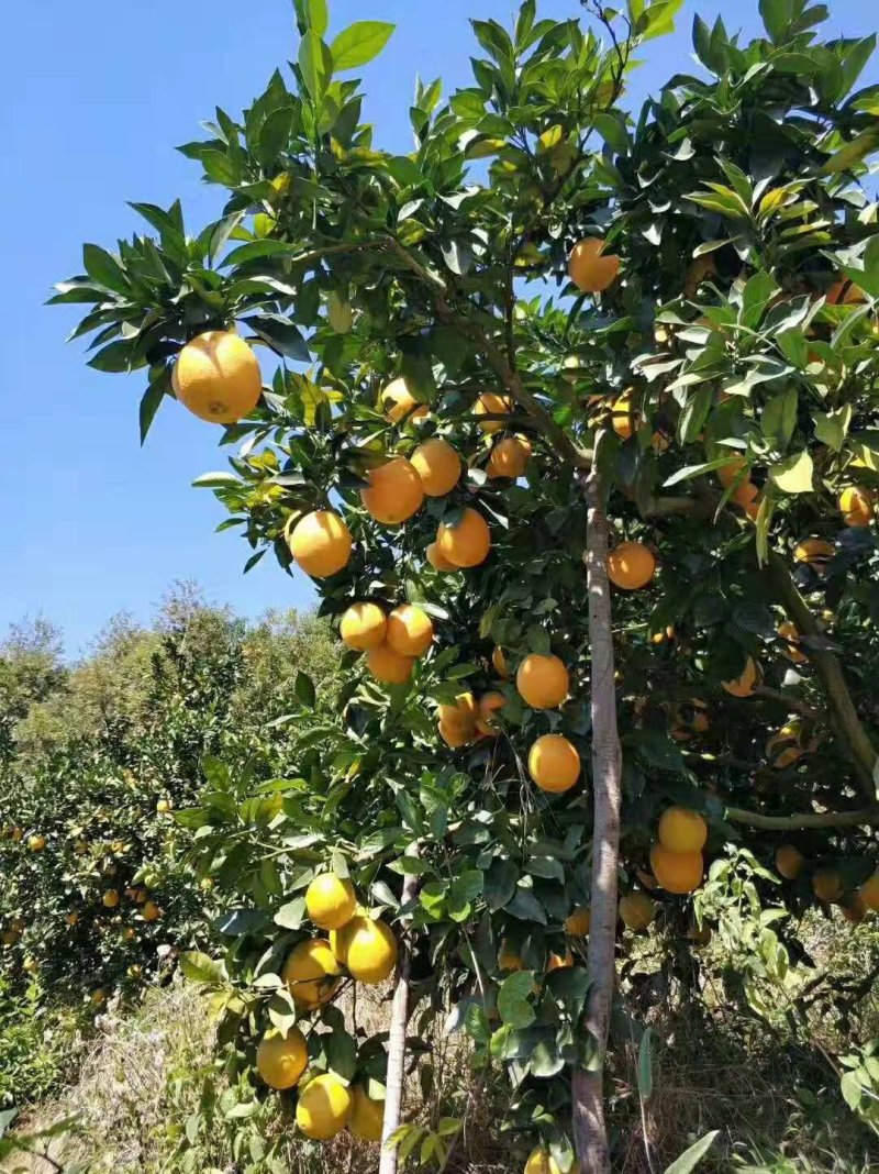 赣南脐橙特级大果