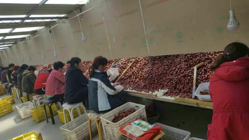 电商直供新疆和田大枣厂家直供量大价低货源品质好