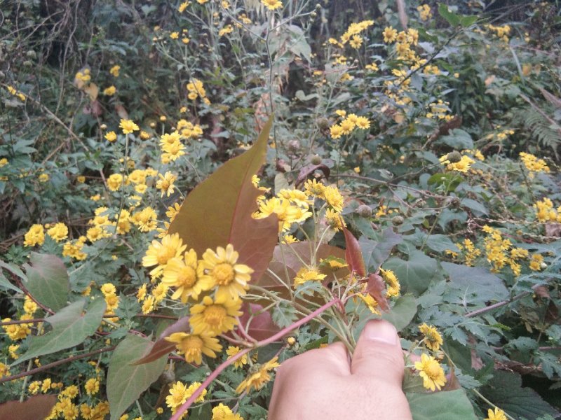 野菊花，有需要的联系我