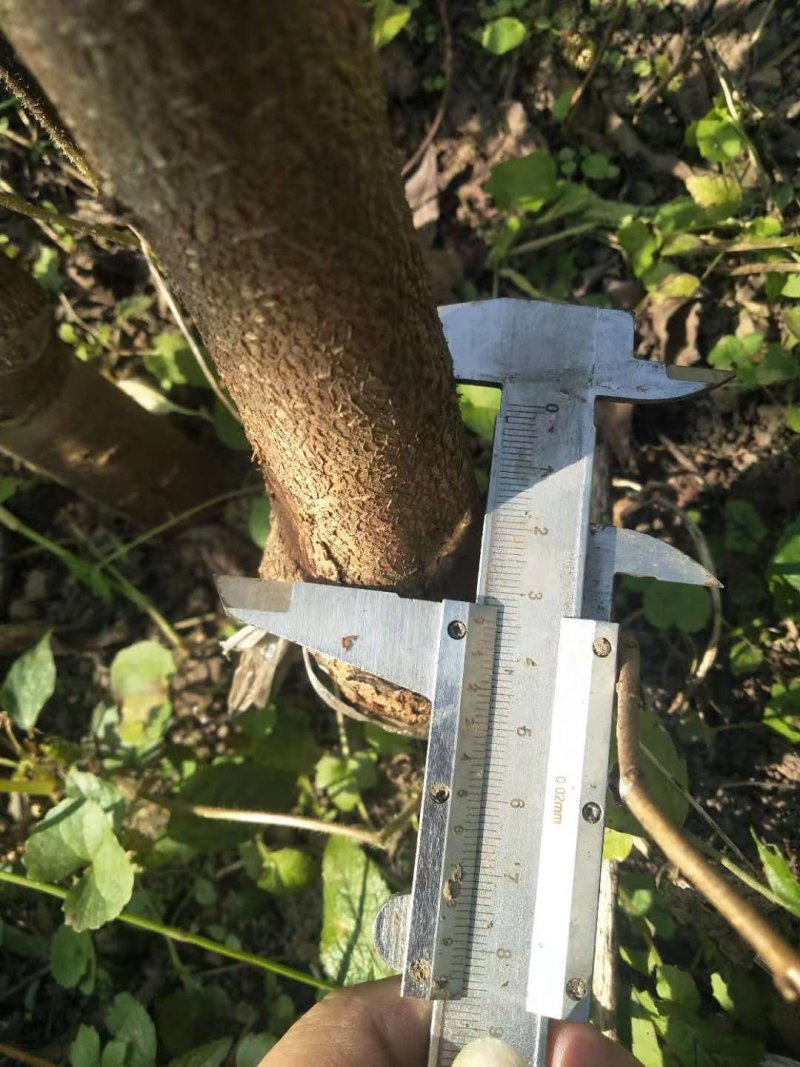 (热销）蜂糖李子苗产区直供，货源充足，量大从优，欢迎订购