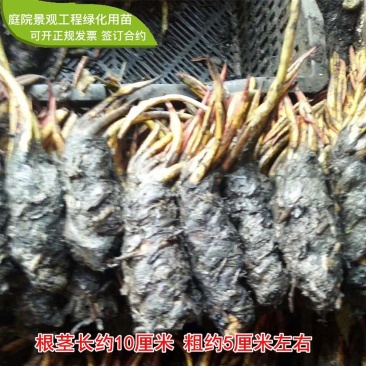 大睡莲根茎庭院水池鱼缸水培植物