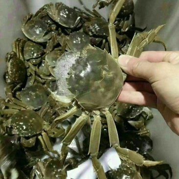 一手货源，产地直销，纯正红膏蟹