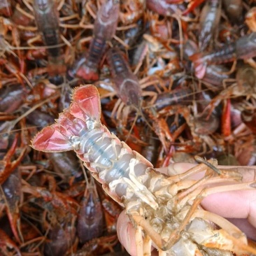 小龙虾4-6钱（20-30克）食用活虾