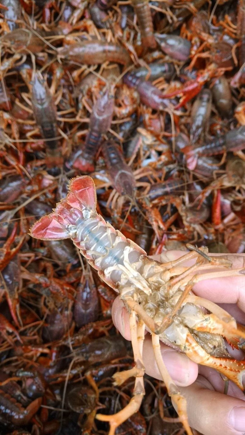 小龙虾4-6钱（20-30克）食用活虾