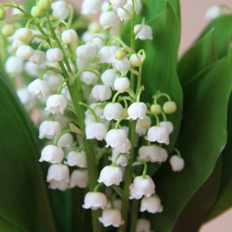 铃兰根茎铃兰种根浓香花卉阳台盆栽室内庭院花卉一件10