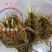 铃兰根茎铃兰种根浓香花卉阳台盆栽室内庭院花卉一件10
