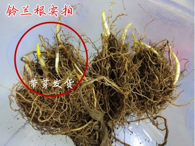 铃兰根茎铃兰种根浓香花卉阳台盆栽室内庭院花卉一件10