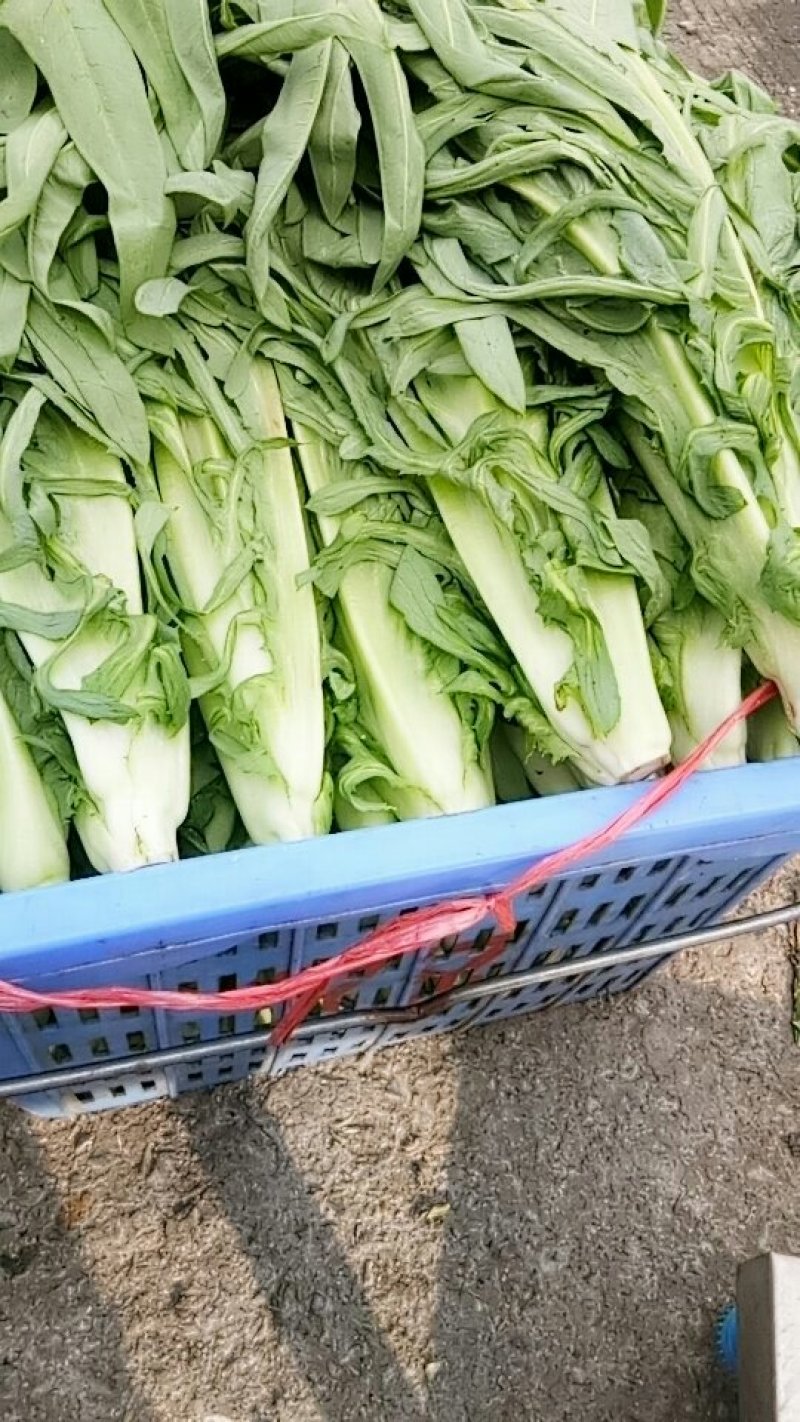 甜麦菜