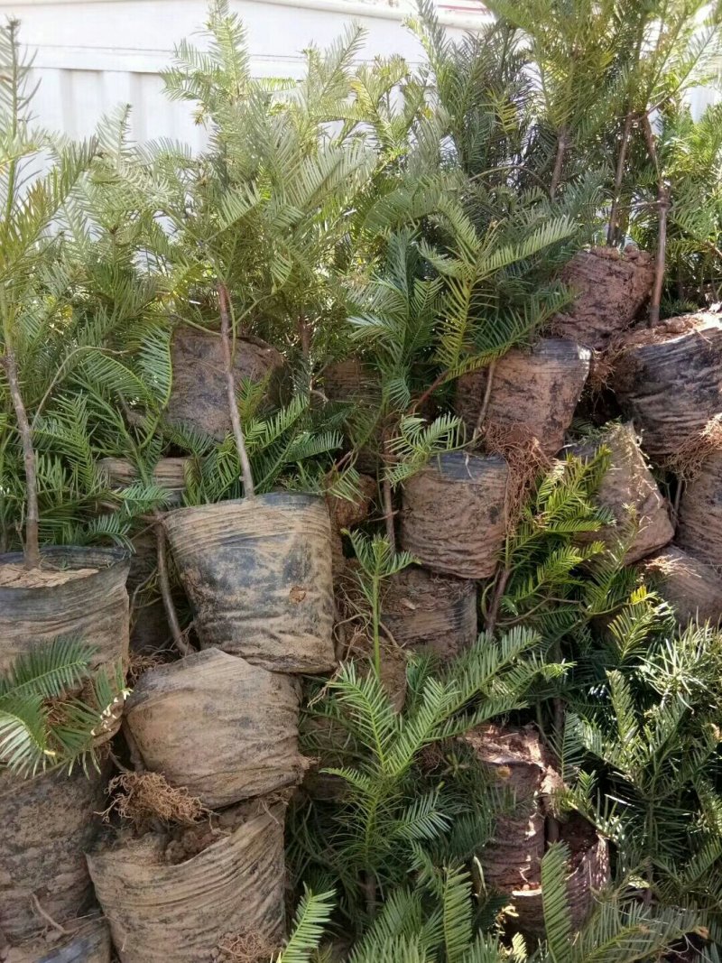 三尖杉营养杯苗，苗高50公分左右，21×21营养杯