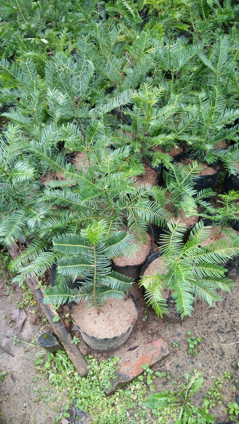 三尖杉营养杯苗，苗高50公分左右，21×21营养杯