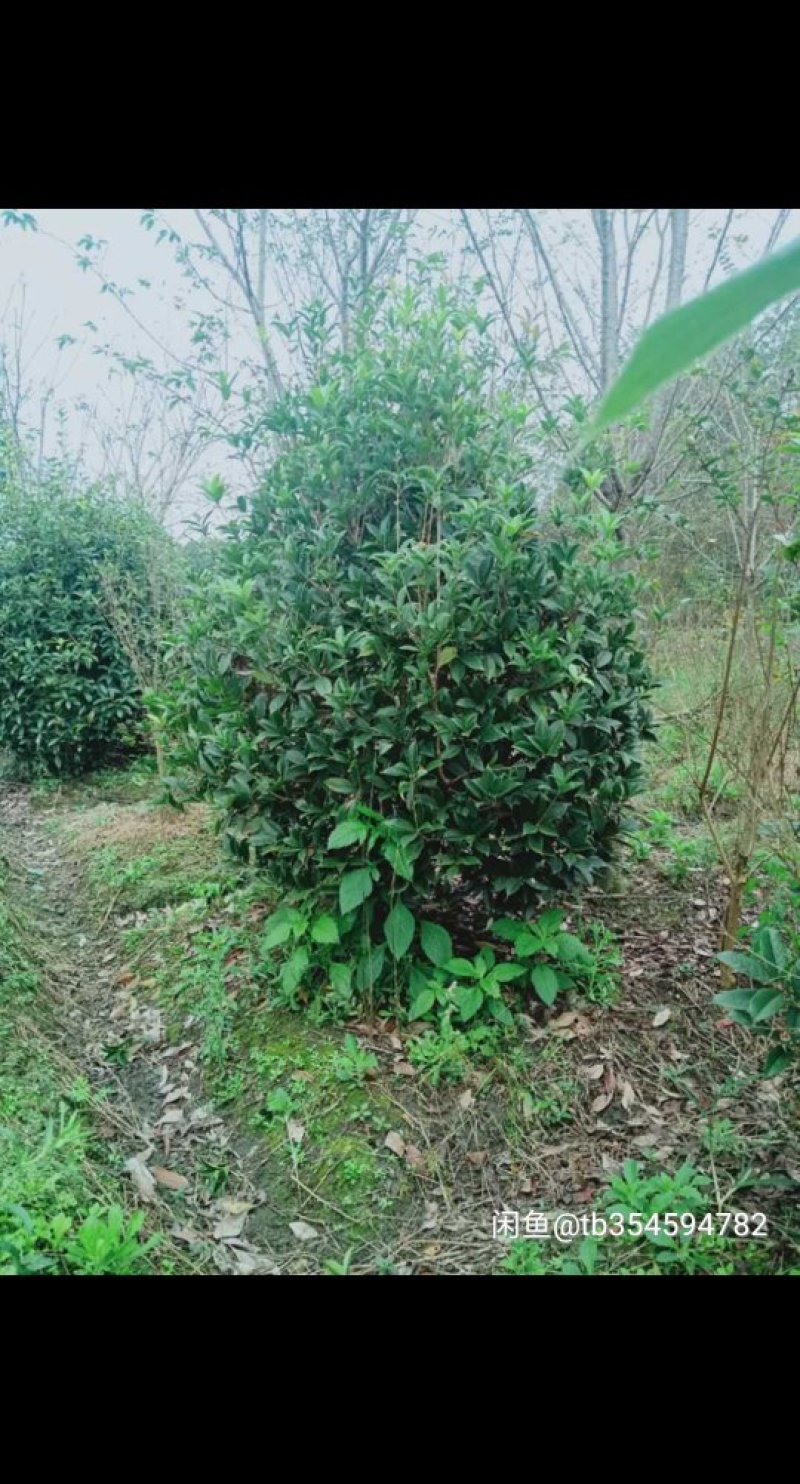 桂花地笼子