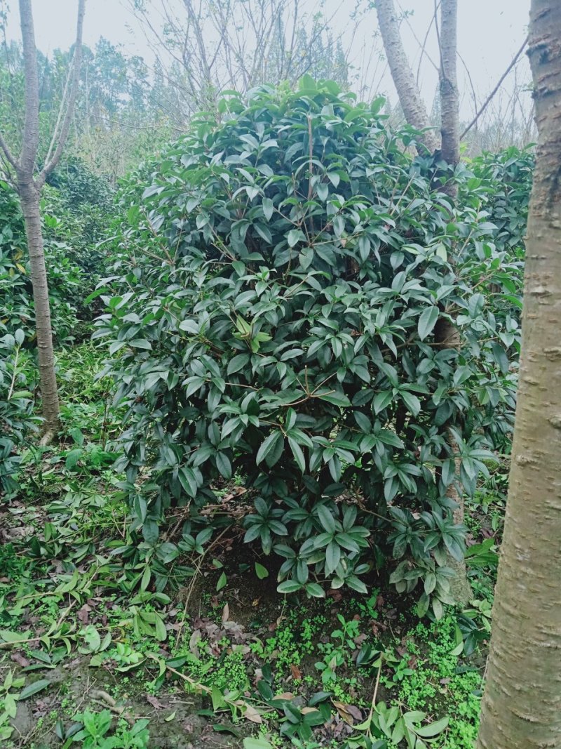 桂花地笼子