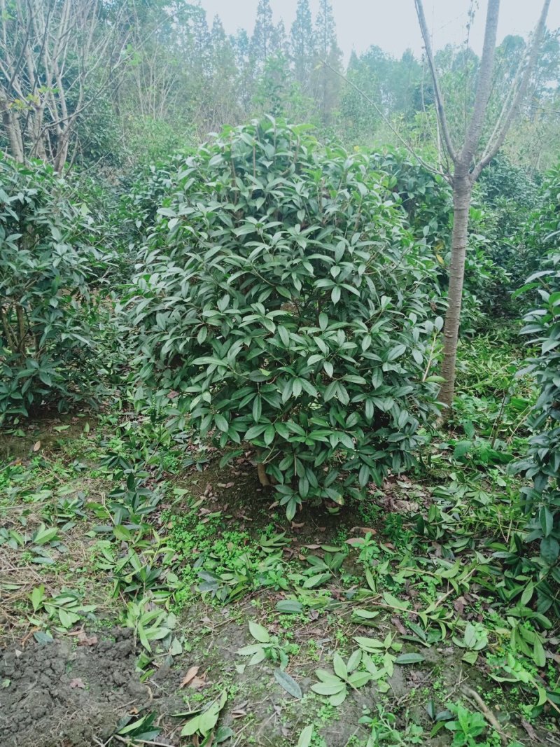 桂花地笼子