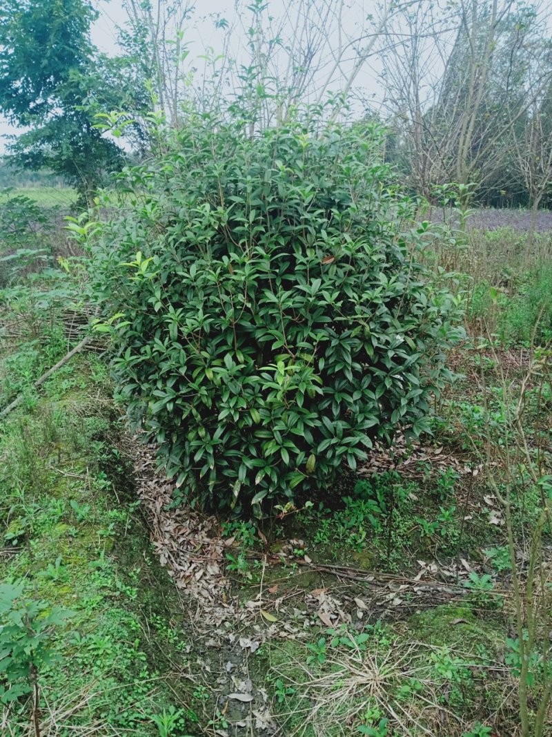 桂花地笼子