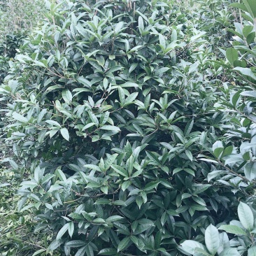 桂花地笼子