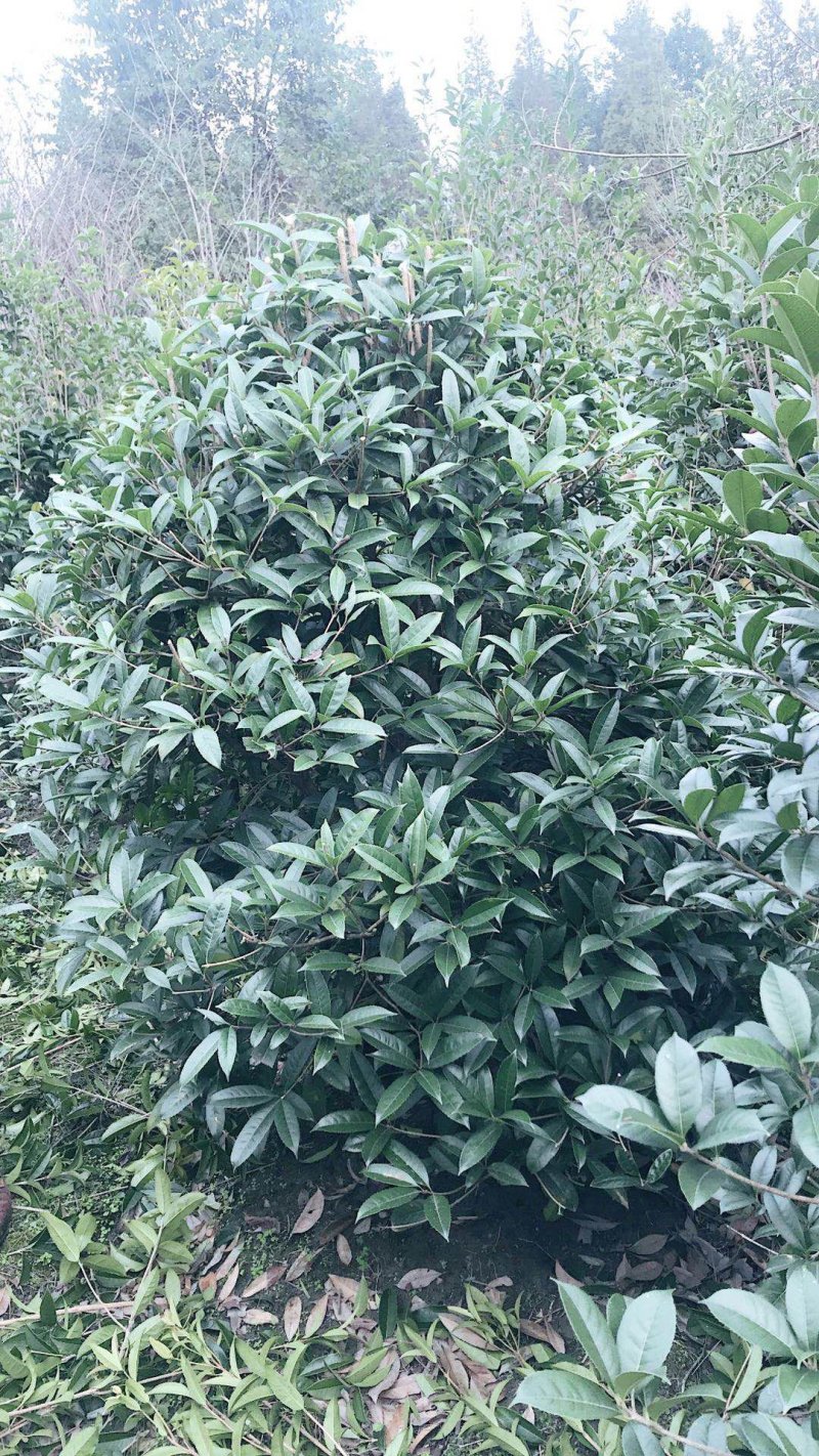 桂花地笼子