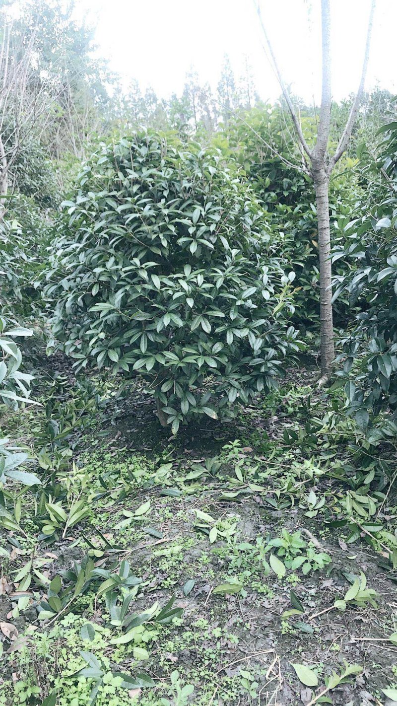 桂花地笼子