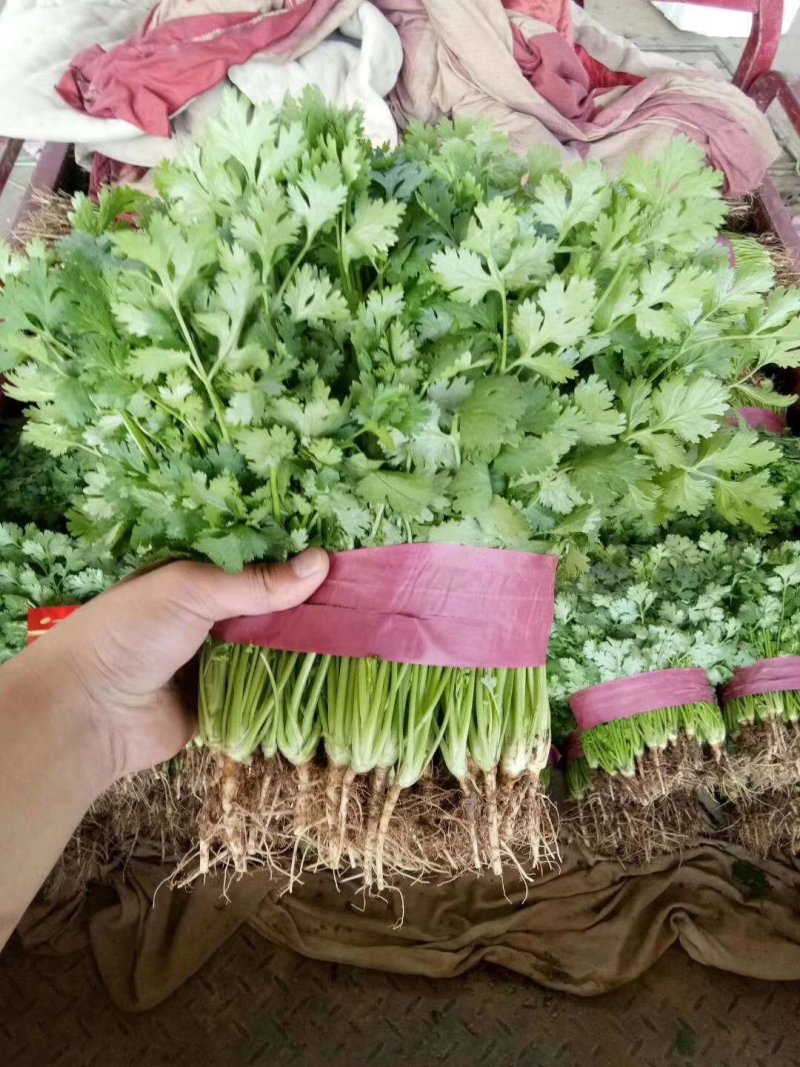 《精品》大叶香菜20~30厘米，产地发货，质量保证