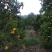 椪柑