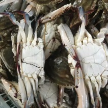 长期供应梭子蟹，市场酒店，饭店，支持空运，精品养殖梭子蟹